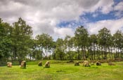 Thumbnail image of Nine Ladies Stone Circle, Stanton Moor, Derbyshire, England