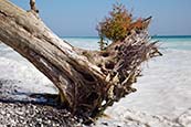 Fallen Tree By Chalk Cliffs, Jasmund National Park, Ruegen, Mecklenburg Vorpommern, Germany