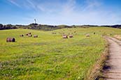 Rural Hiddensee With Lighthouse Dornbusch On Schluckswieck Hill, Hiddensee, Mecklenburg Vorpommern