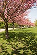 Thumbnail image of Berlin Wall trail near Lohmuehlenstrasse, Treptow, with Japanese cherry trees