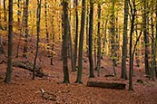 Woodland By Hellsee, Near Lanke In Autumn, Barnim, Brandenburg, Germany