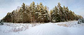 Thumbnail image of Woodland near Basdorf - Rennegestell, Barnim, Brandenburg, Germany