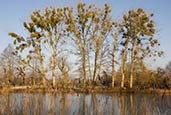 Thumbnail image of Mistletoe in trees on Finow Canal near Marienwerder, Brandenburg, Germany