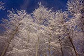 Trees At Liepnitzsee, Wandlitz, Barnim, Brandenburg, Germany