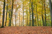 Woodland At Liepnitzsee, Wandlitz, Barnim, Brandenburg, Germany