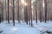 Snow In The Forest At Basdorf, Near Berlin, Brandenburg, Germany