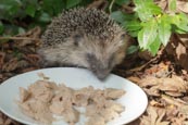 Thumbnail image of Hedgehog eating cat food off a plate in a garden