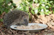 Thumbnail image of Hedgehog eating cat food off a plate in a garden