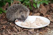 Thumbnail image of Hedgehog eating cat food off a plate in a garden