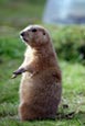 Prairie Marmot (Cynomys Ludovicianus)