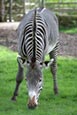 Grevy